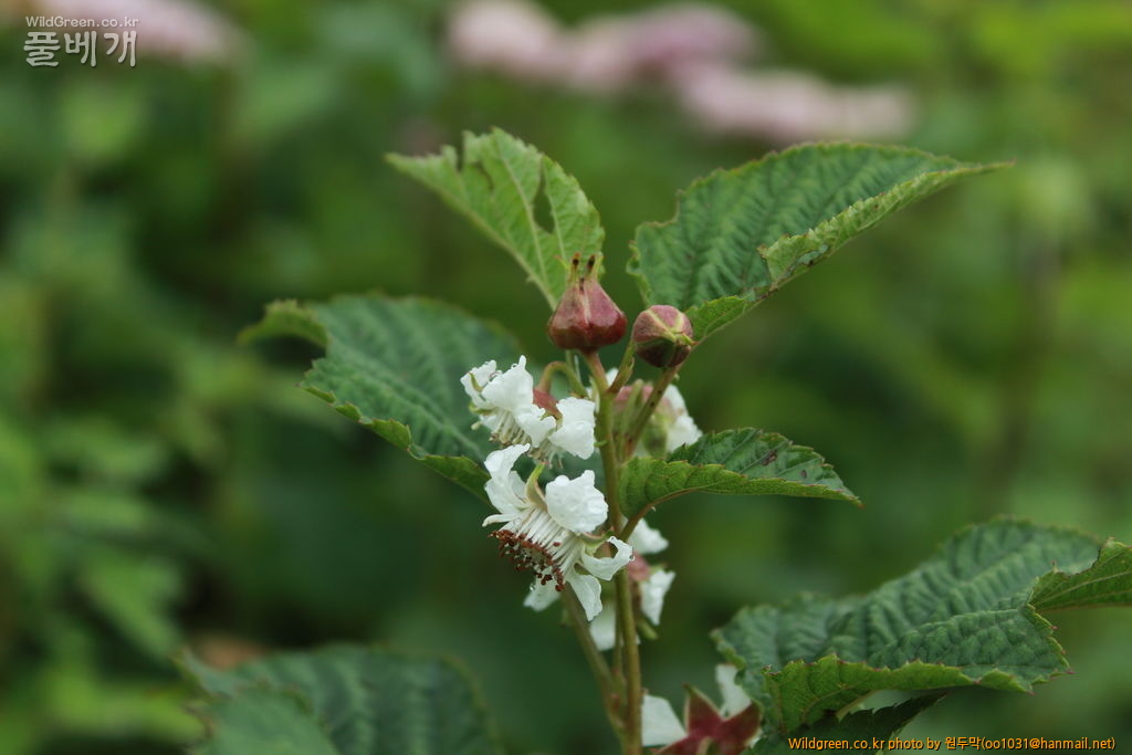 IMG_2056.JPG : 팔공산에서 만난 아이들