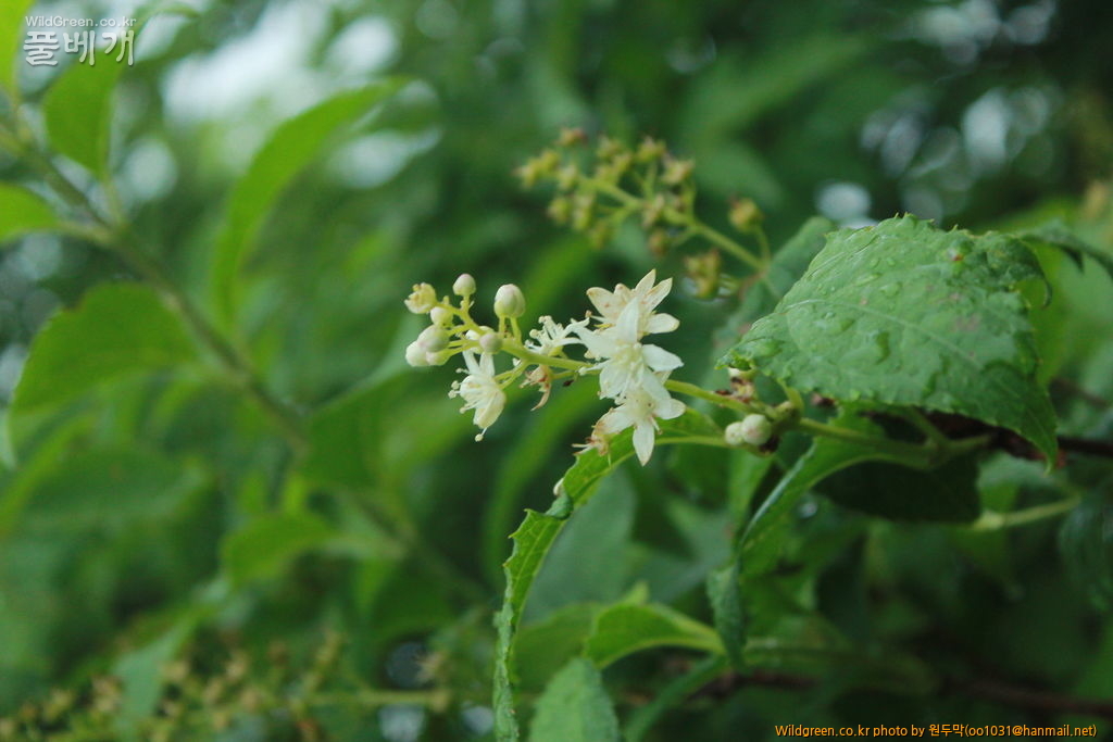 IMG_1999.JPG : 팔공산에서 만난 아이들