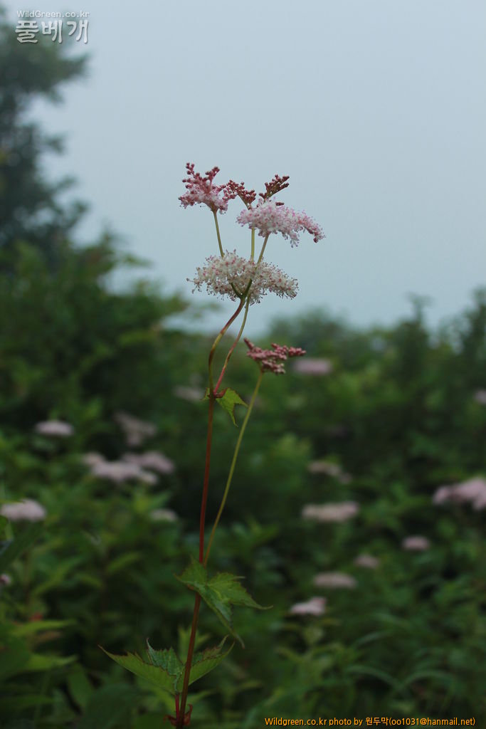 IMG_2014 (1).JPG : 팔공산에서 만난 아이들