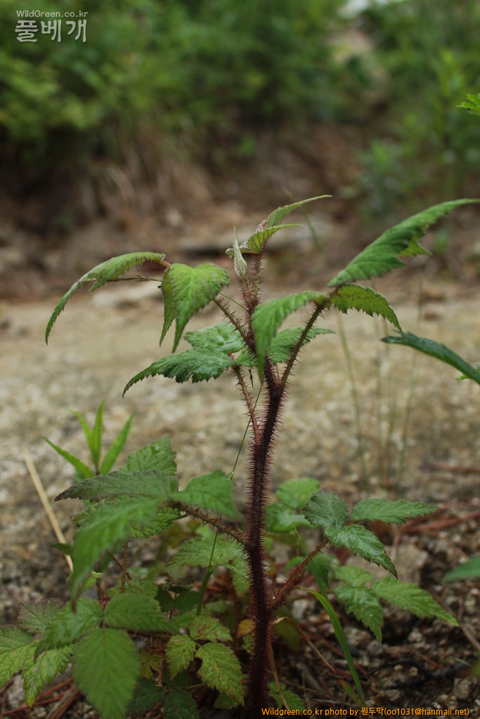 IMG_1970 (1).JPG : 팔공산에서 만난 아이들