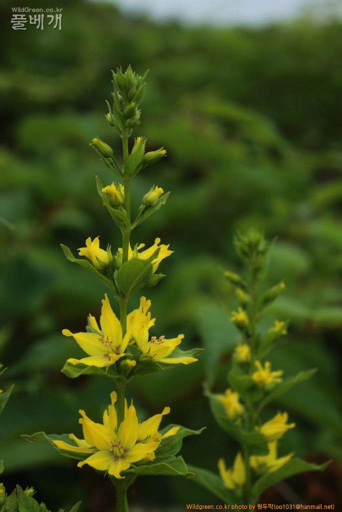 IMG_2036.JPG : 팔공산에서 만난 아이들