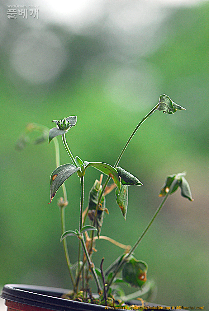 분홍장구채 (1)-1.jpg