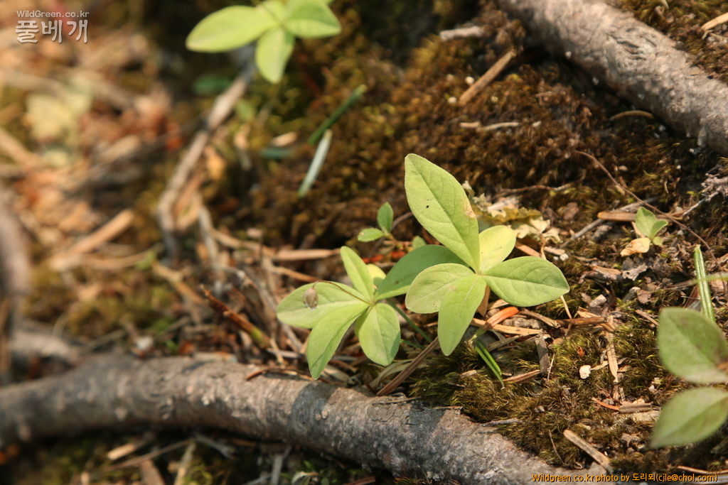 mcjle150613 설악산 367.JPG