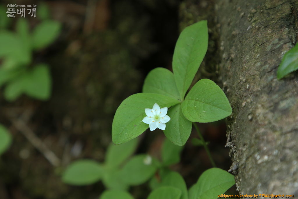 mcjle150613 설악산 414-1.jpg