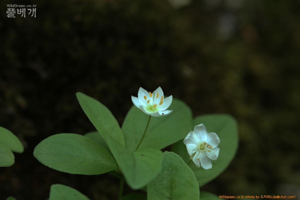 mcjle150613 설악산 427-1.jpg