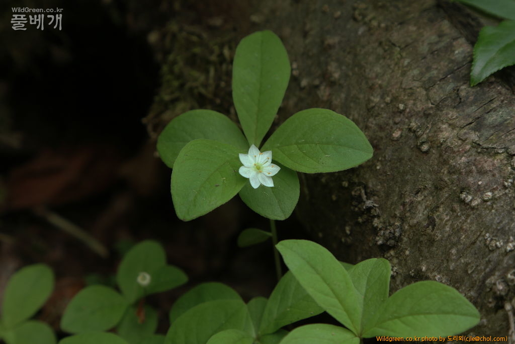 mcjle150613 설악산 407.jpg