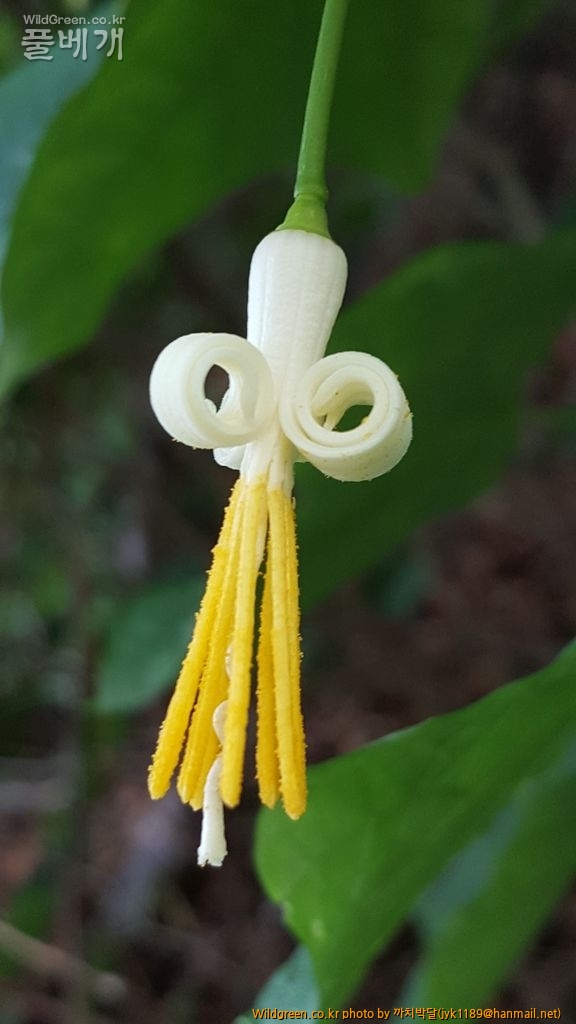 박쥐나무꽃접사 004.jpg