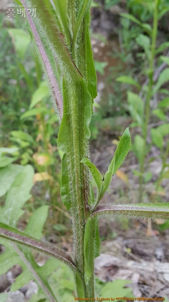 각시취 날개.jpg