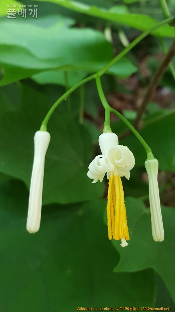 박쥐나무꽃접사 003.jpg