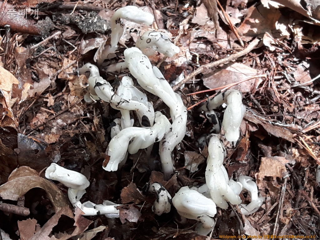 20160920_122401.jpg : 수정난풀,구와말,민구와말,덩굴별꽃,가는잎물질경이