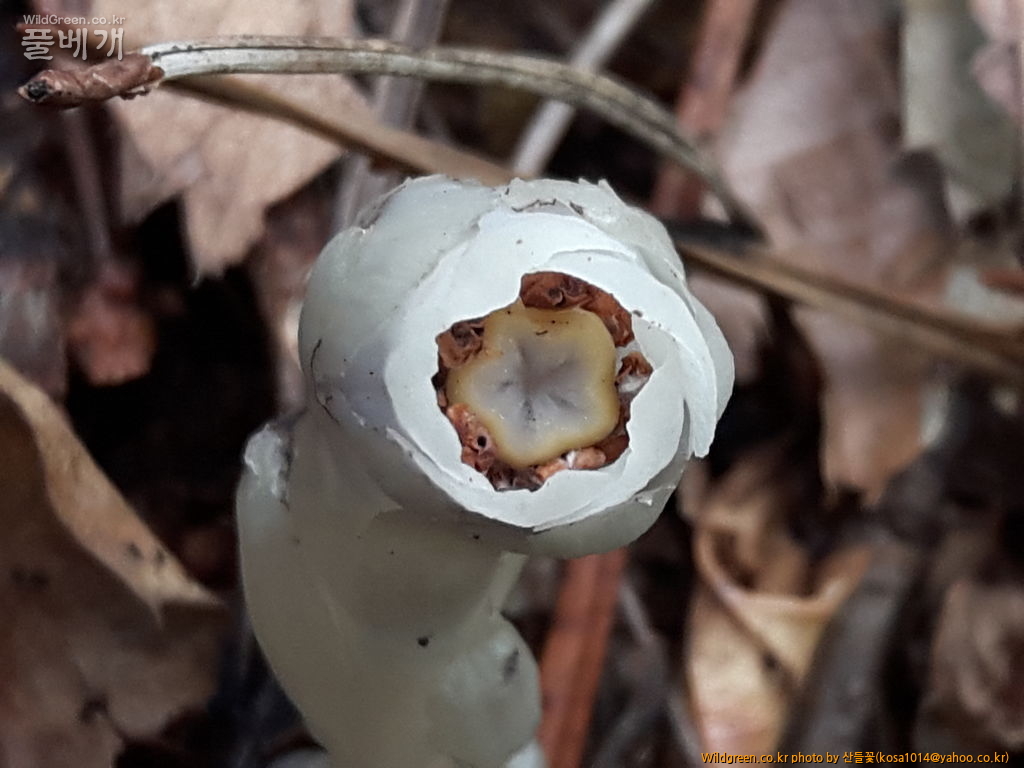 20160920_122933.jpg : 수정난풀,구와말,민구와말,덩굴별꽃,가는잎물질경이