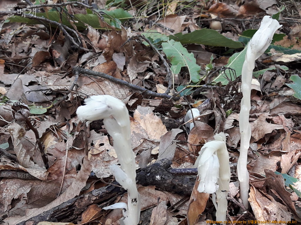 20160920_105127.jpg : 수정난풀,구와말,민구와말,덩굴별꽃,가는잎물질경이