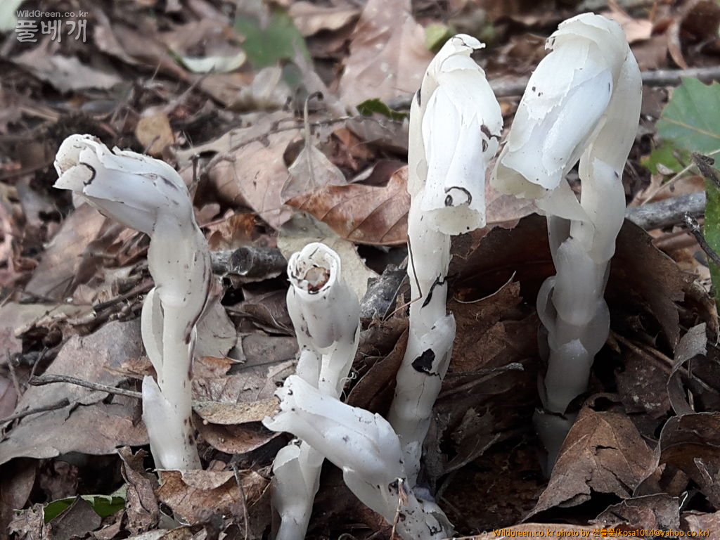 20160920_110051.jpg : 수정난풀,구와말,민구와말,덩굴별꽃,가는잎물질경이
