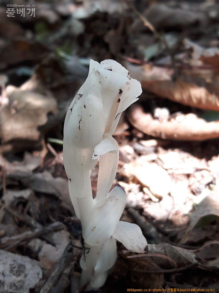 20160920_105235.jpg : 수정난풀,구와말,민구와말,덩굴별꽃,가는잎물질경이