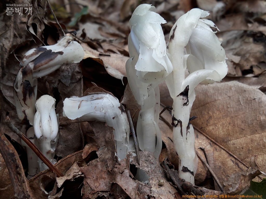 20160920_105547.jpg : 수정난풀,구와말,민구와말,덩굴별꽃,가는잎물질경이
