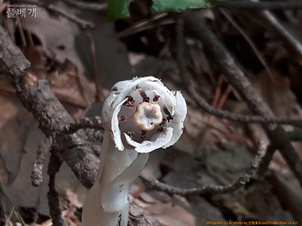 20160920_123621.jpg : 수정난풀,구와말,민구와말,덩굴별꽃,가는잎물질경이