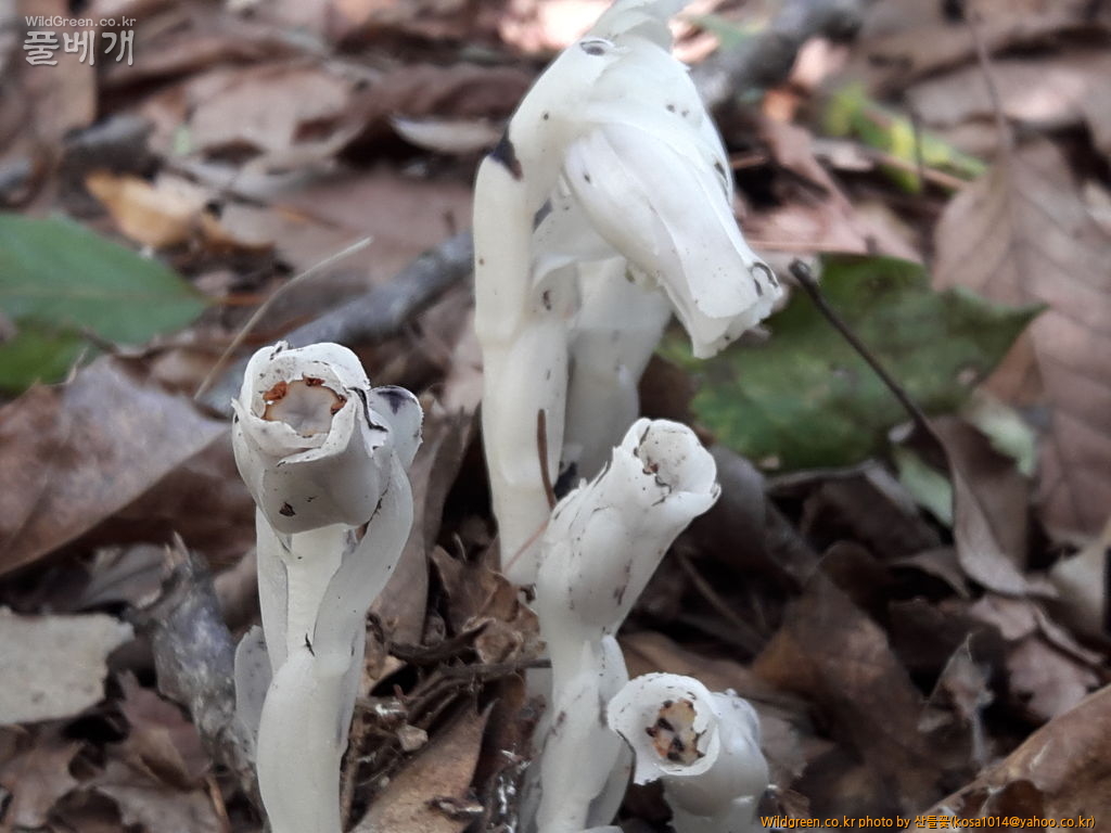 20160920_110036.jpg : 수정난풀,구와말,민구와말,덩굴별꽃,가는잎물질경이