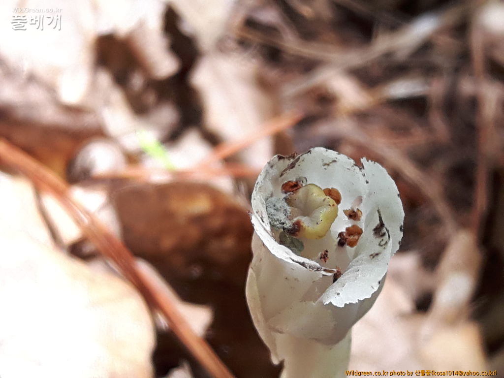 20160920_123417.jpg : 수정난풀,구와말,민구와말,덩굴별꽃,가는잎물질경이