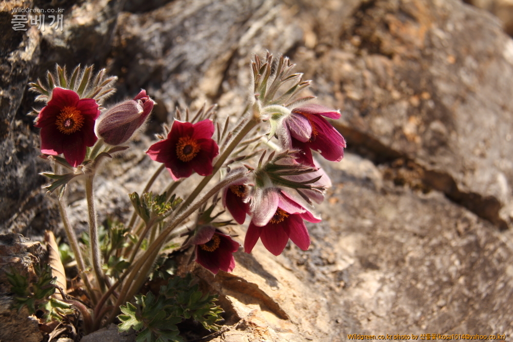 DPP_2015.03.26 문산교0017.JPG