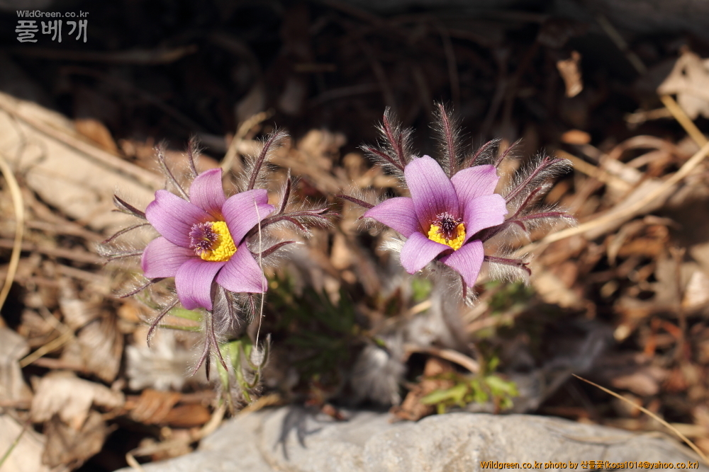 DPP_2015.03.26 문산교0039.JPG