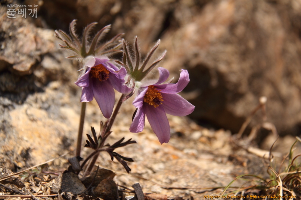 DPP_2015.03.26 문산교0004.JPG