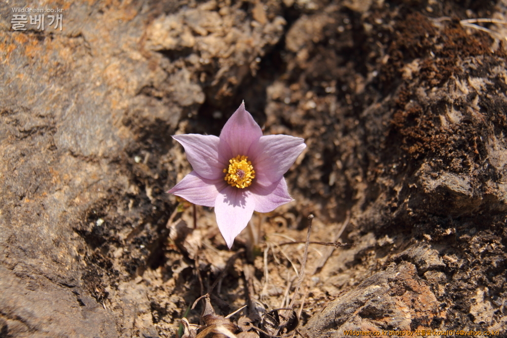 DPP_2015.03.26 문산교0023.JPG