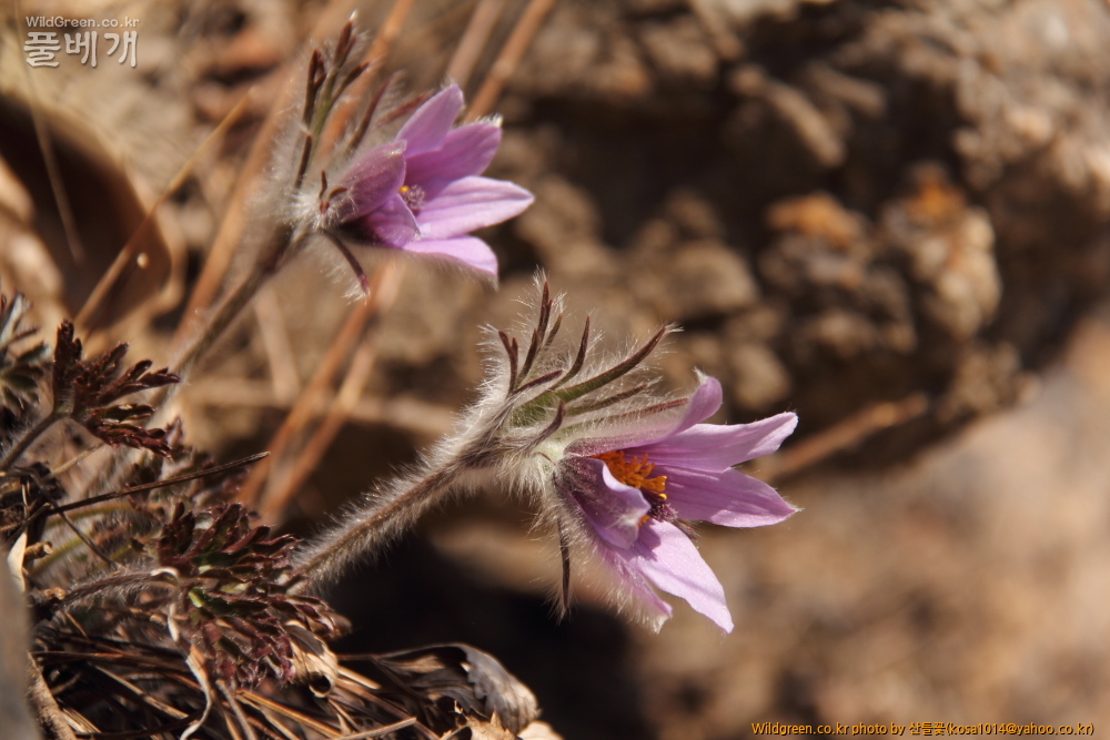 DPP_2015.03.26 문산교0011.JPG