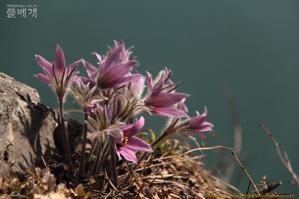 DPP_2015.03.26 문산교0031.JPG