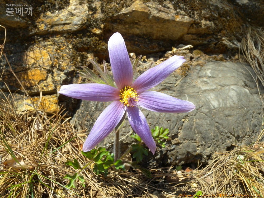 DPP_2015.03.26 문산교0002.JPG