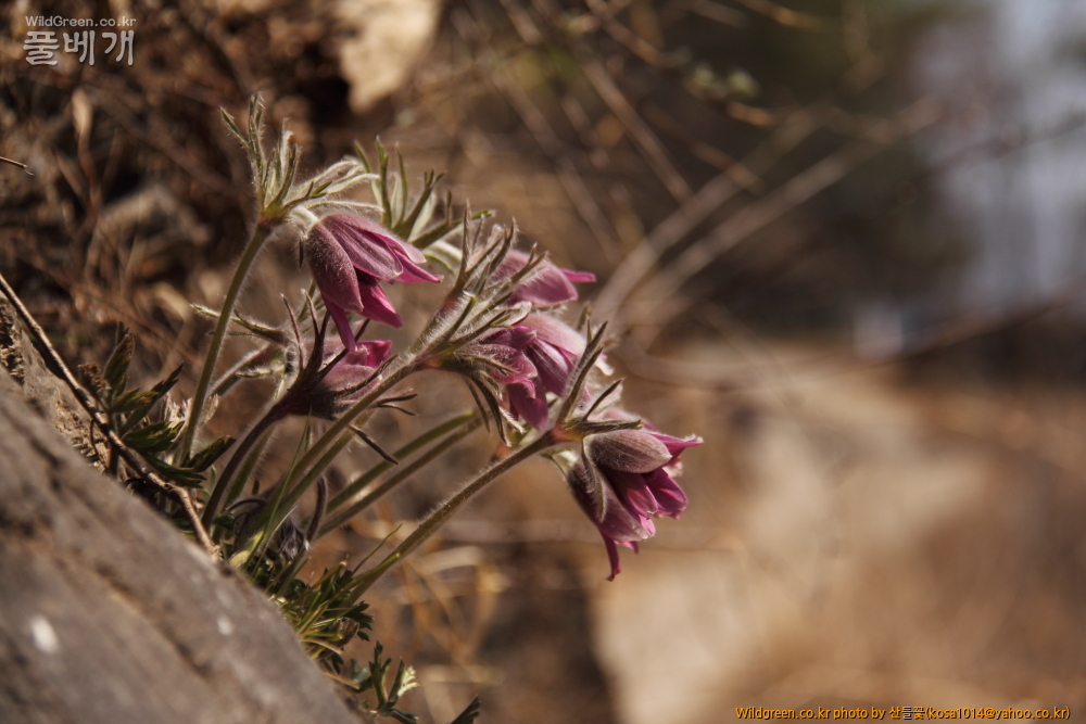 DPP_2015.03.26 문산교0014.JPG