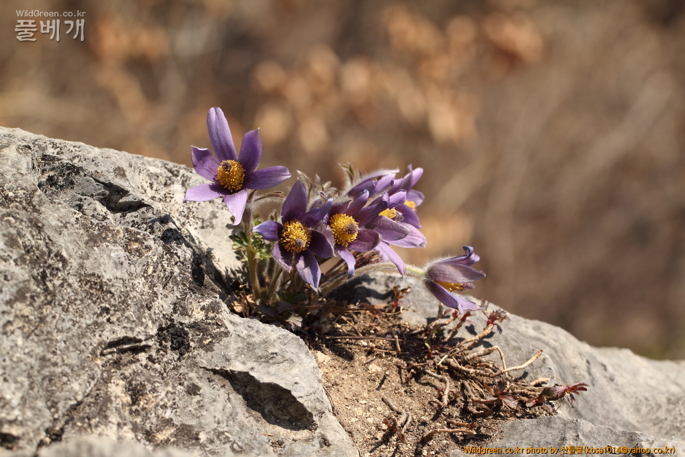 DPP_2015.03.26 문산교0043.JPG