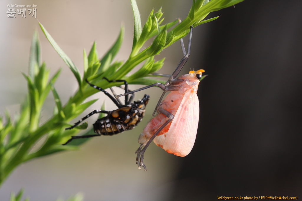 cjle120703 광나루 주홍날개꽃매미 2.JPG : 주홍날개꽃매미의 우화