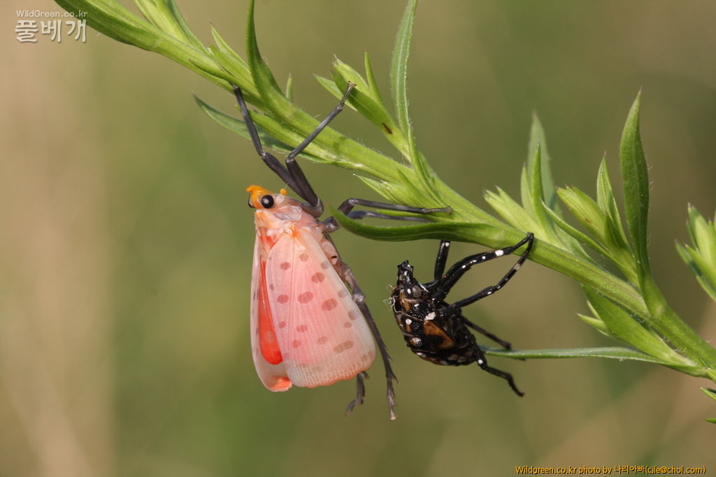 cjle120703 광나루 주홍날개꽃매미 3.JPG : 주홍날개꽃매미의 우화