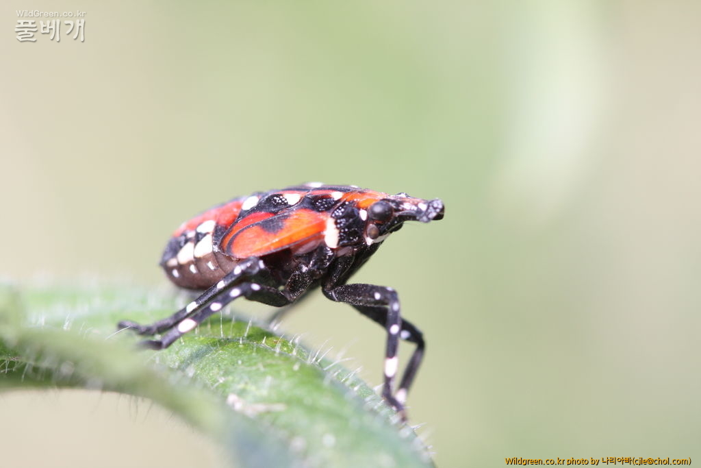 cjle120703 광나루 주홍날개꽃매미 1.JPG : 주홍날개꽃매미의 우화