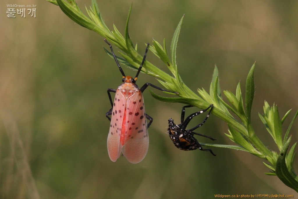cjle120703 광나루 주홍날개꽃매미 5.JPG : 주홍날개꽃매미의 우화