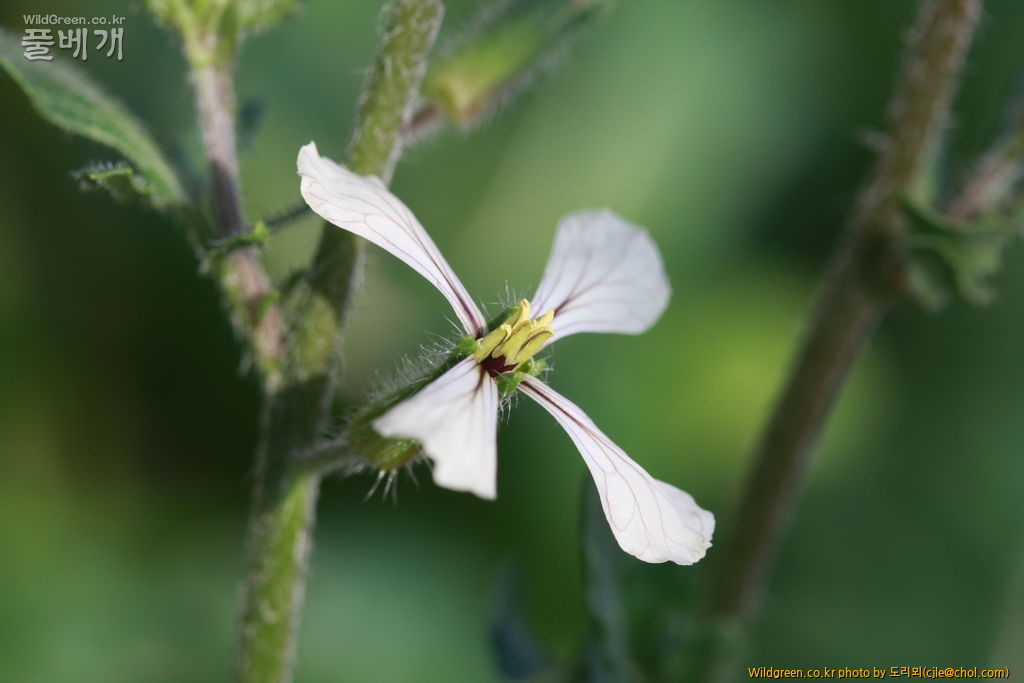 cjle140127 집 루꼴라 010.JPG