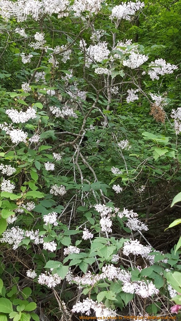 흥정5월21일 066.jpg : 털개회나무 흥정5월21일 066.jpg : 털개회나무