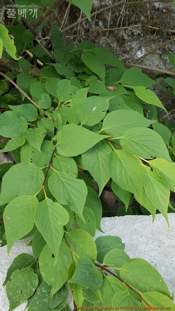 흥정5월21일 052.jpg : 털개회나무 흥정5월21일 052.jpg : 털개회나무