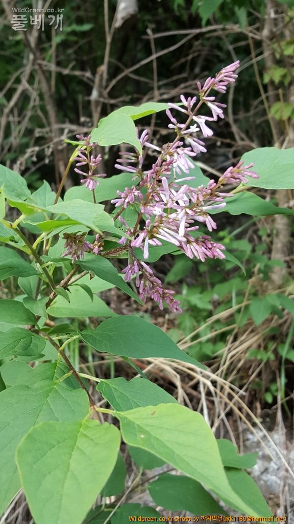 흥정5월21일 053.jpg : 털개회나무 흥정5월21일 053.jpg : 털개회나무