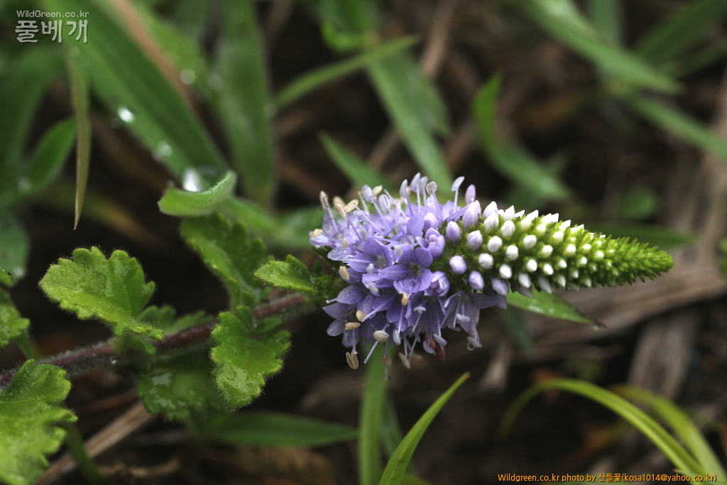 DPP_2016.07.25-1 부산꼬리풀.JPG