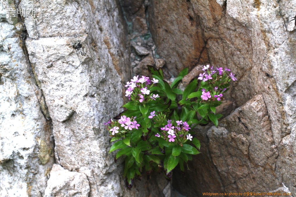 DPP_2016.07.25 갯패랭이꽃 (3).JPG : 밀양 기장 함바꾸 돌고왔스비다