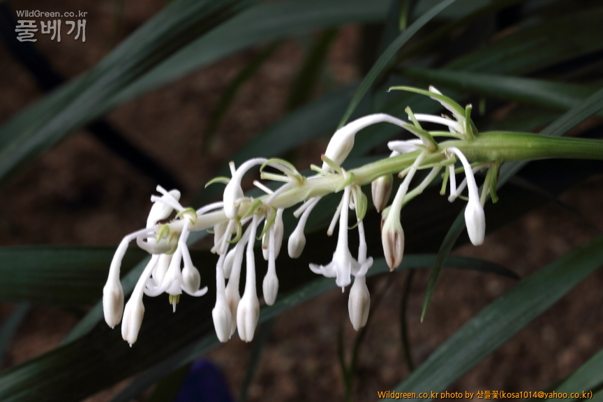 DPP_2016.07.25 가는줄맥문동 (2).JPG