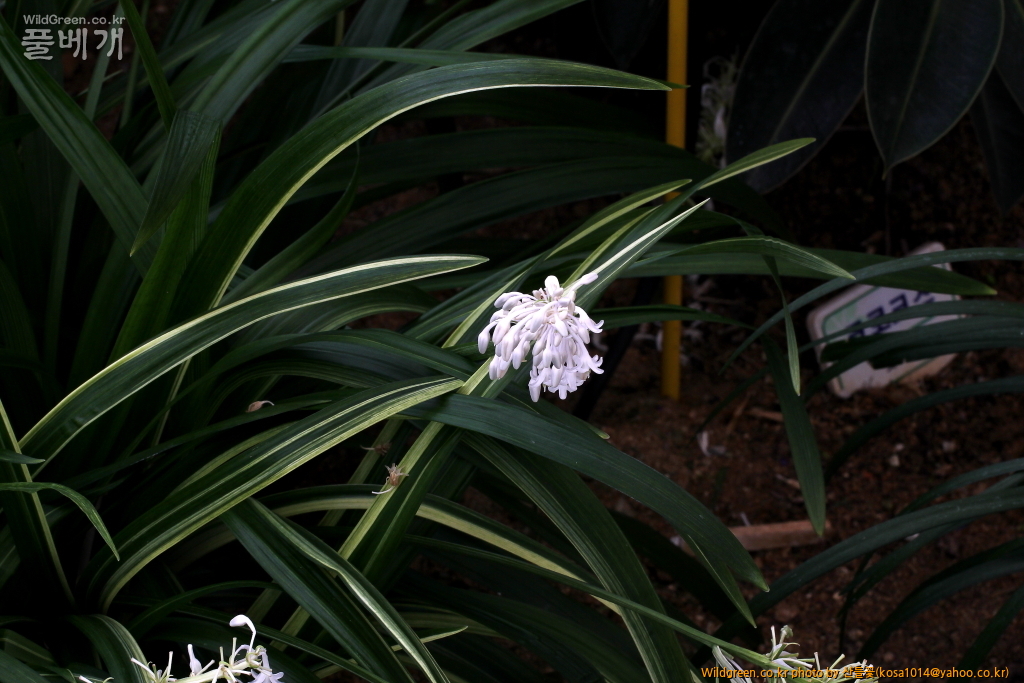 DPP_2016.07.25 무늬맥문동 (3).JPG : 밀양 기장 함바꾸 돌고왔스비다