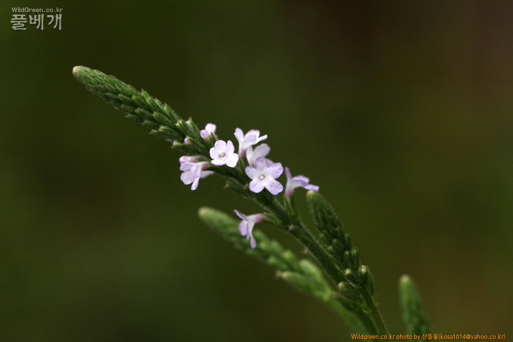DPP_2016.07.25 마편초 (5).JPG