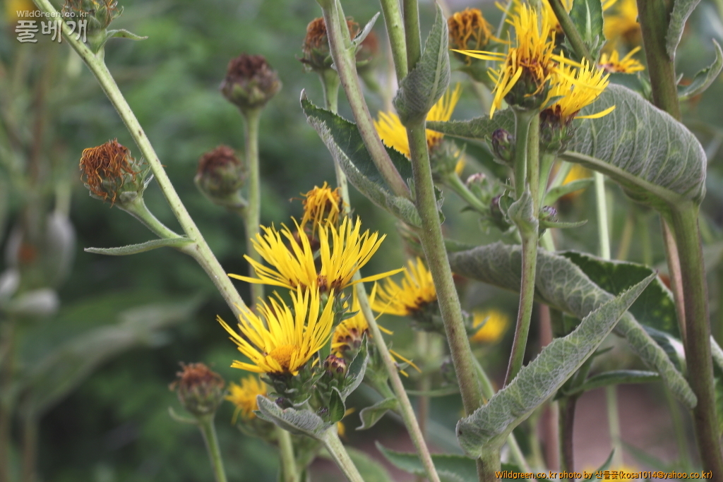 DPP_2016.07.25 토목향.JPG