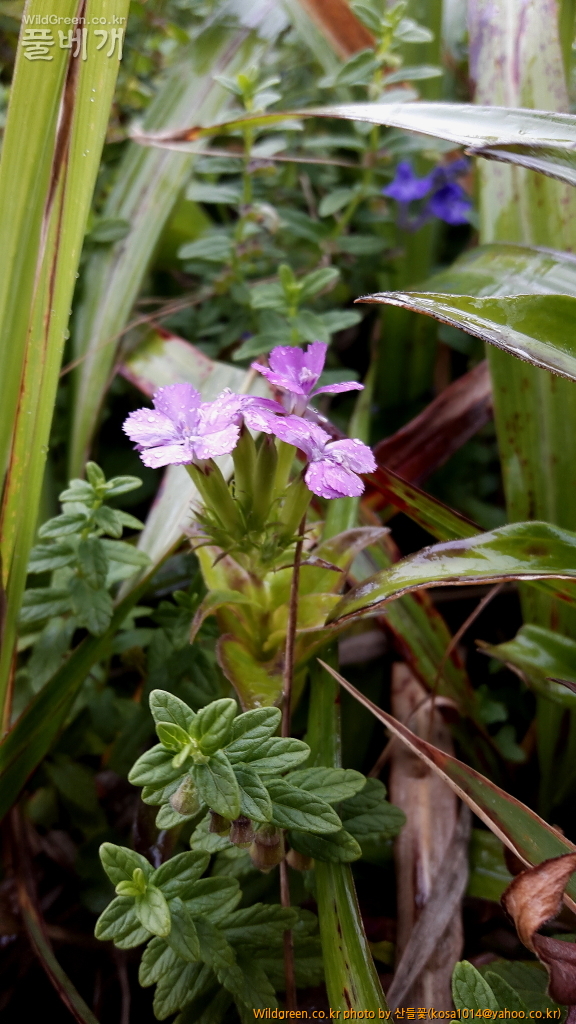 DPP_2016.07.25 갯패랭이꽃 (5).JPG : 밀양 기장 함바꾸 돌고왔스비다