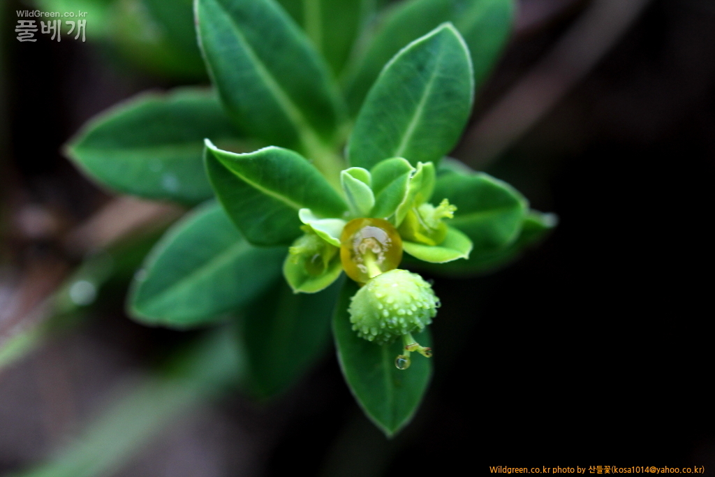 DPP_2016.07.25 두메대극 (4).JPG : 밀양 기장 함바꾸 돌고왔스비다