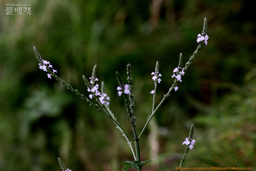 DPP_2016.07.25 마편초 (4).JPG