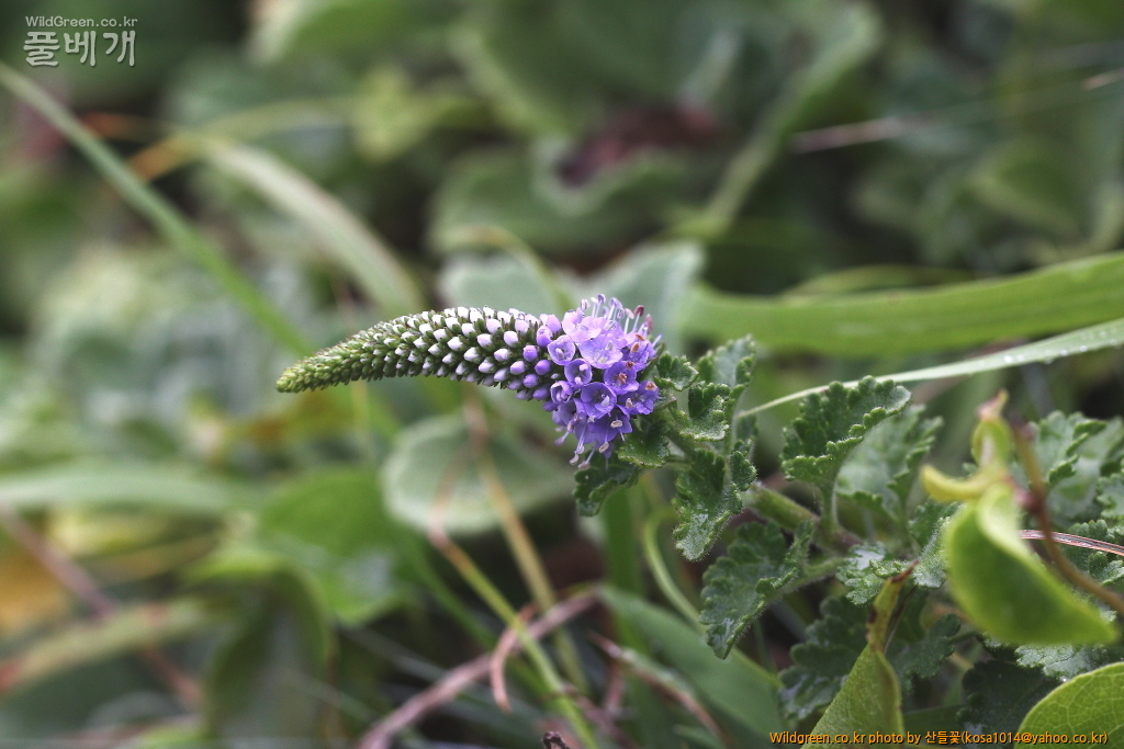 DPP_2016.07.25-1 부산꼬리풀 (4).JPG