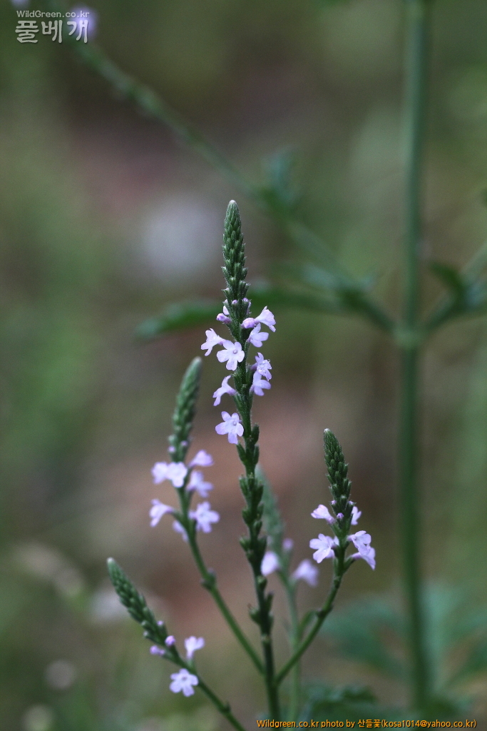 DPP_2016.07.25 마편초 (6).JPG